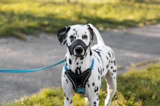 Freepik | Прогулка с собакой: 10 простых правил для комфорта и безопасности