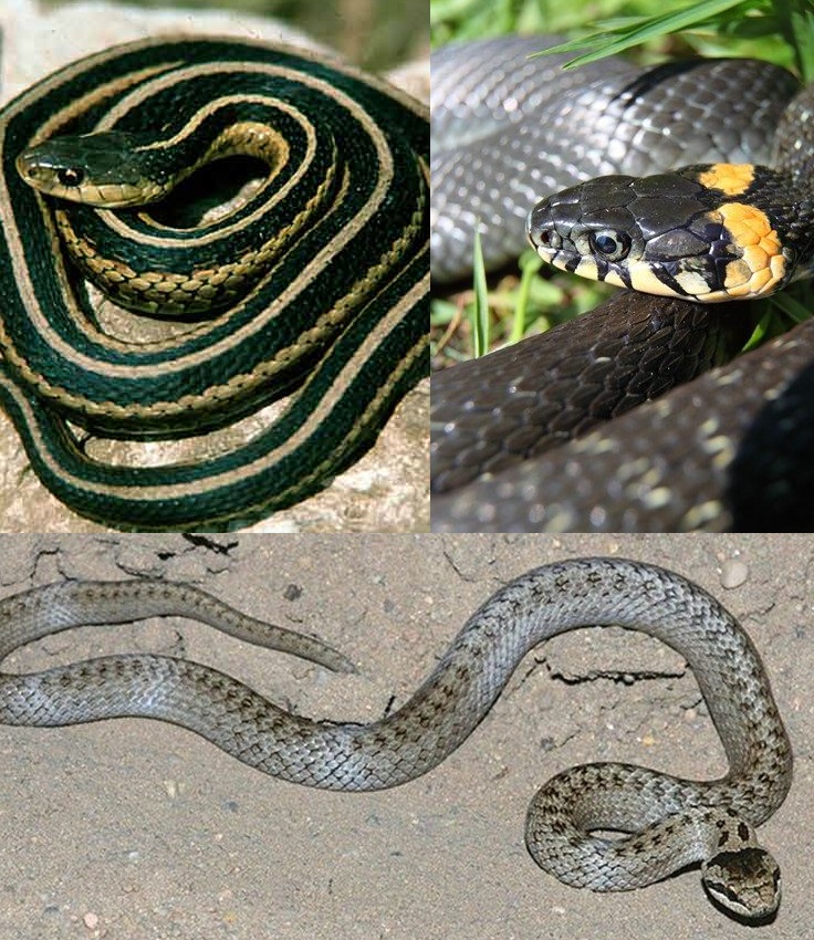 Виды змей с фото и названиями