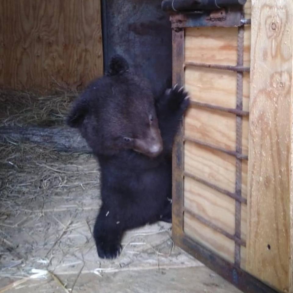 Медведь Владивосток. Медвежонок без мамы. 1 Месяц с медведем.