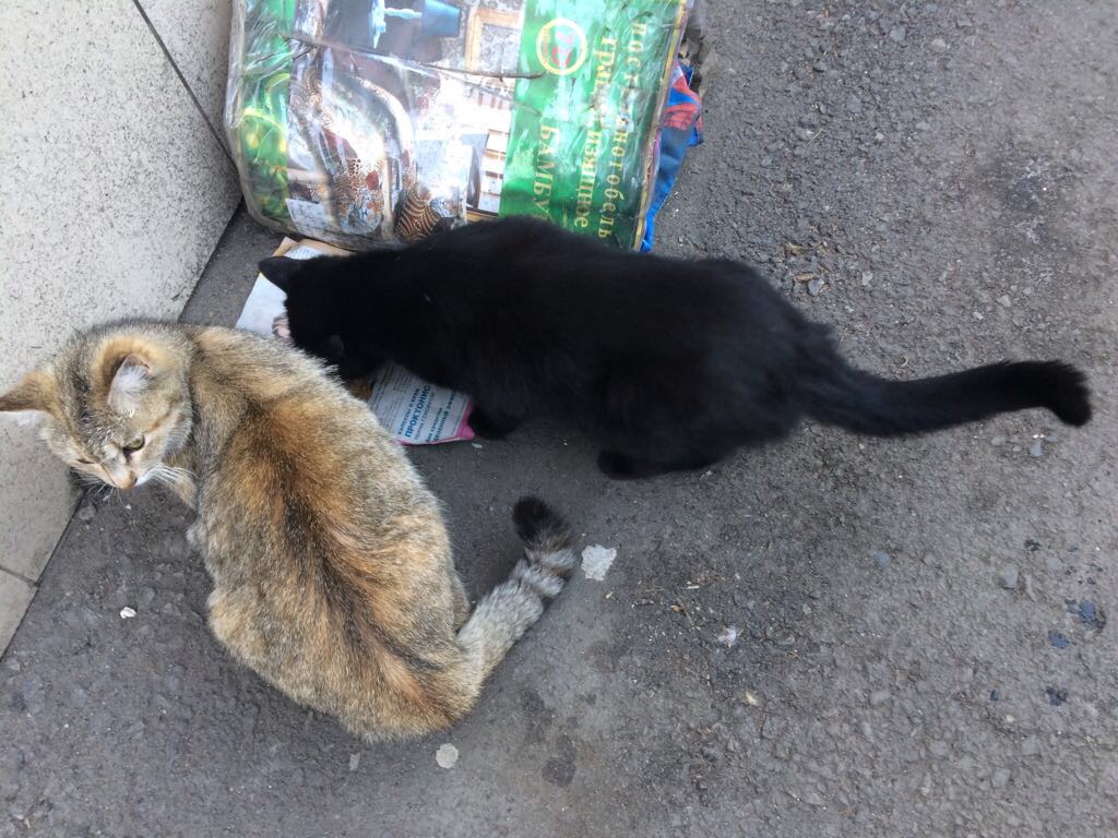 Чуть не оторвала. Бездомные кошки в Мариуполе. Кошка дворовая жестокая. Недавно найденные животные. Кот рыжий с отрубленной головой.
