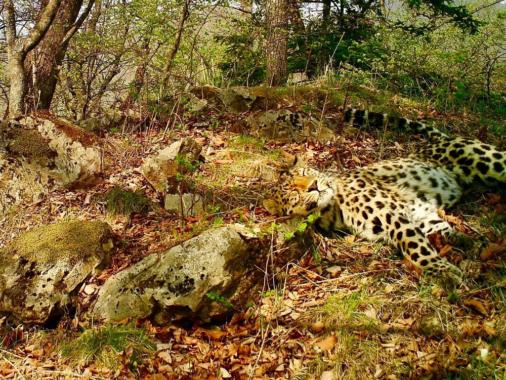 Фото: Земля леопарда.