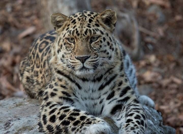 Национальный парк «Земля леопарда» | Дальневосточный леопард