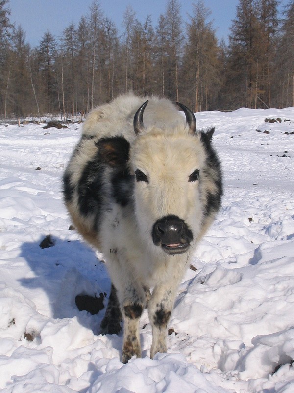 wikipedia.org | Якутские буренки