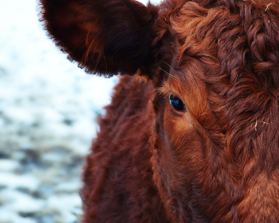 pixabay.com | И на Колыме разводят коров