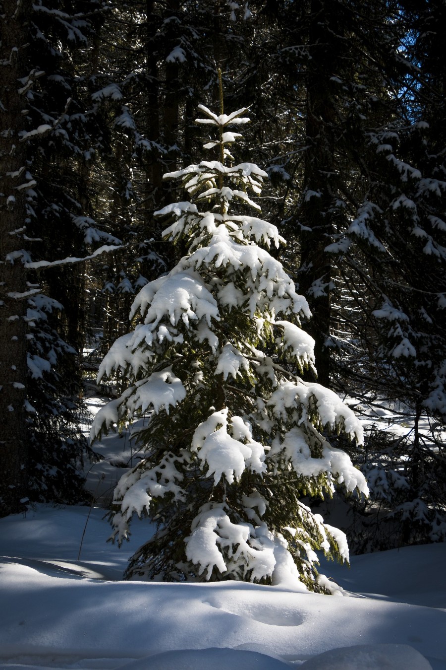 pixabay.com | «Елочка-елка, лесной аромат»