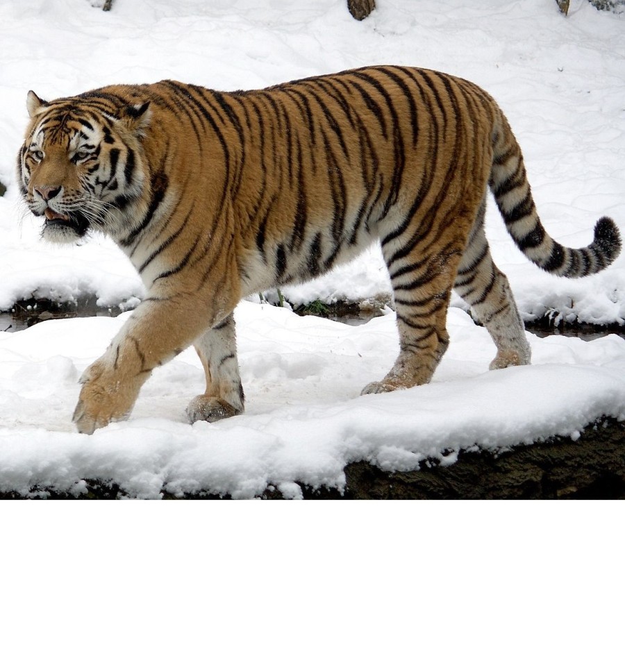 wikipedia.org | Амурский тигр