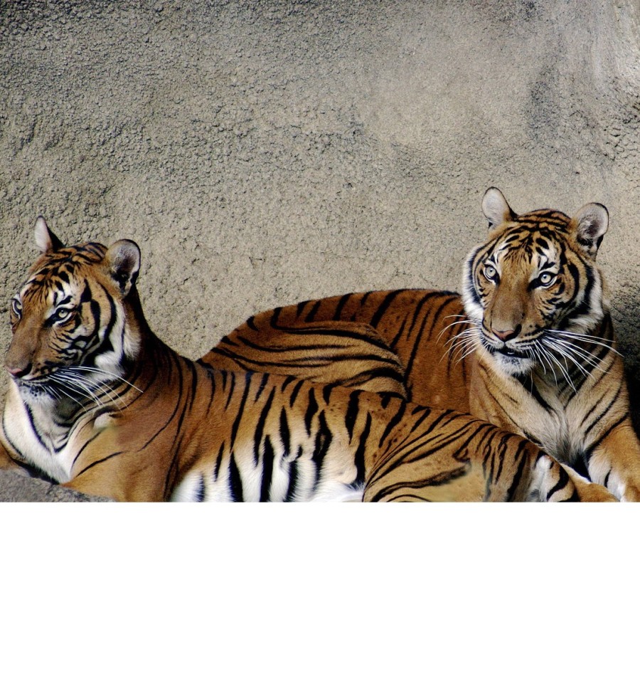 wikipedia.org | Индокитайский тигр