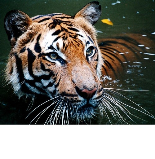 wikipedia.org | Малайский тигр