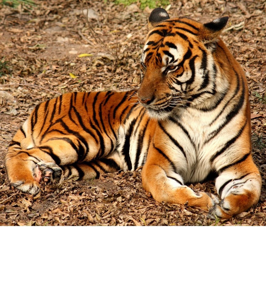 wikipedia.org | Южнокитайский тигр