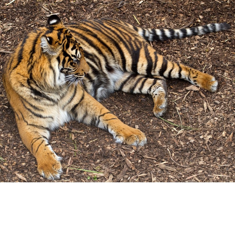 wikipedia.org | Суматранский тигр