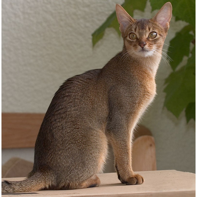 wikipedia.org | Абиссинская кошка