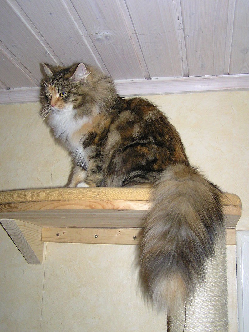 wikipedia.org | Сибирская кошка