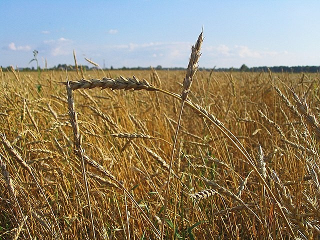 wikipedia.org | Цельнозерновая пшеница